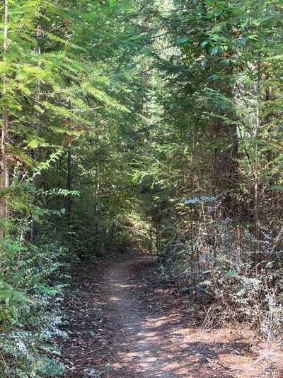 East Side Trail, Sasquatch Box Springs, and Badfinger Loop