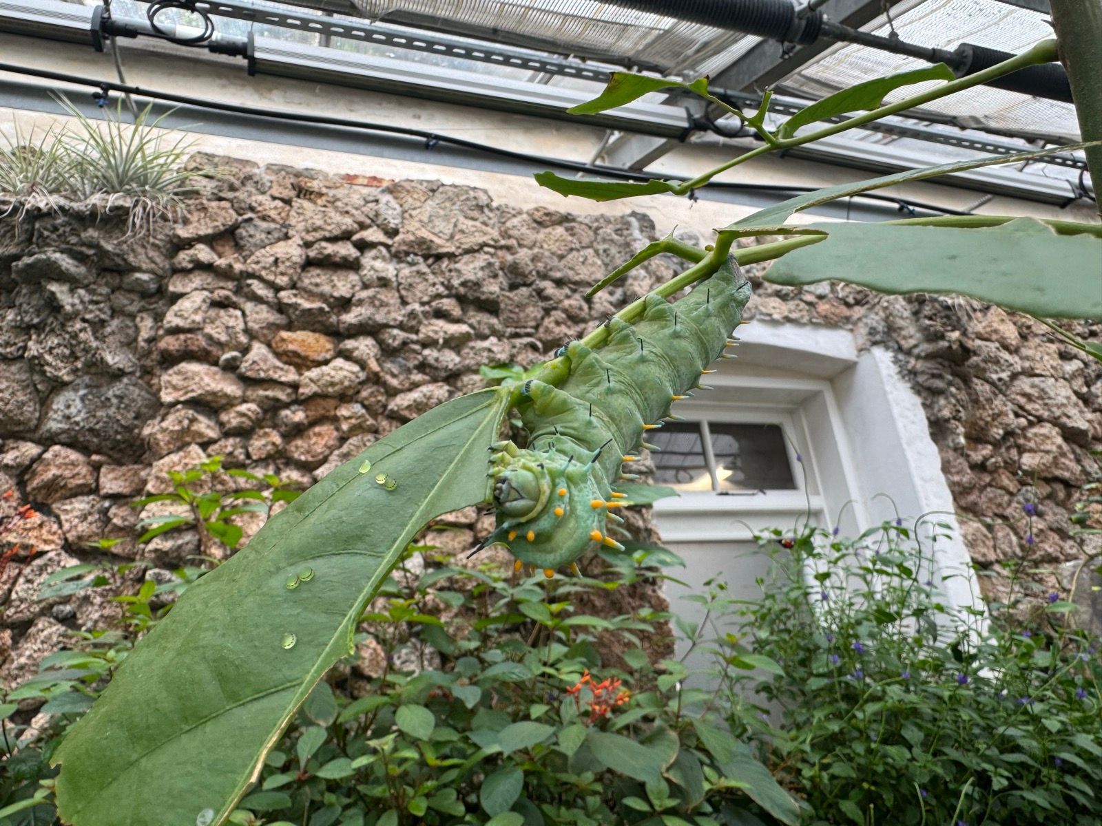 Round Tower, the Palehuset (and Butterfly room), and Torvehallen