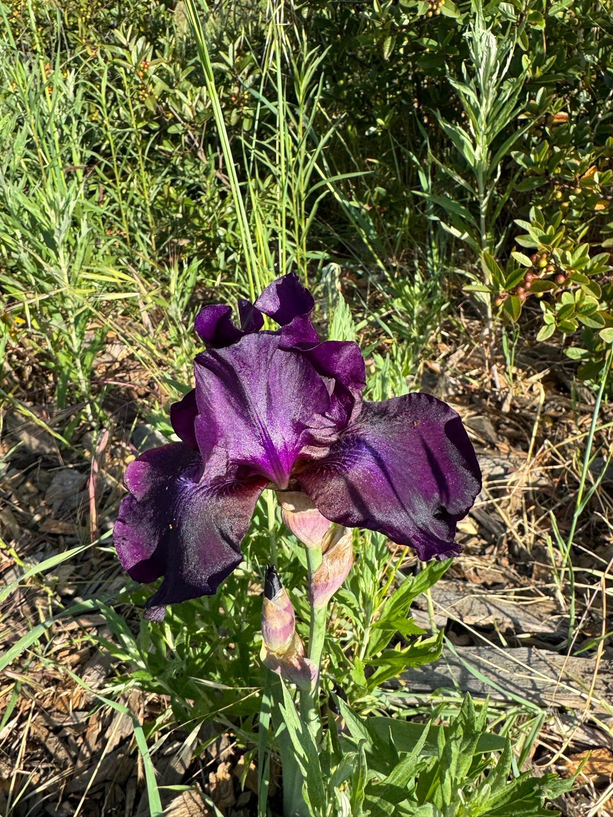 Morning Walk