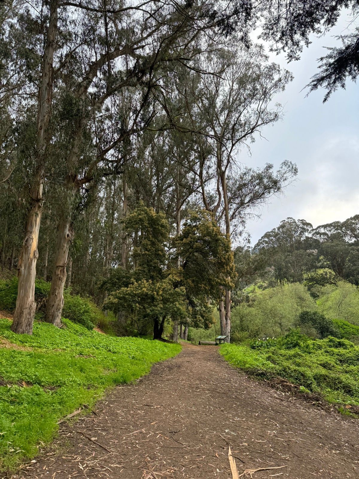 Morning Walk