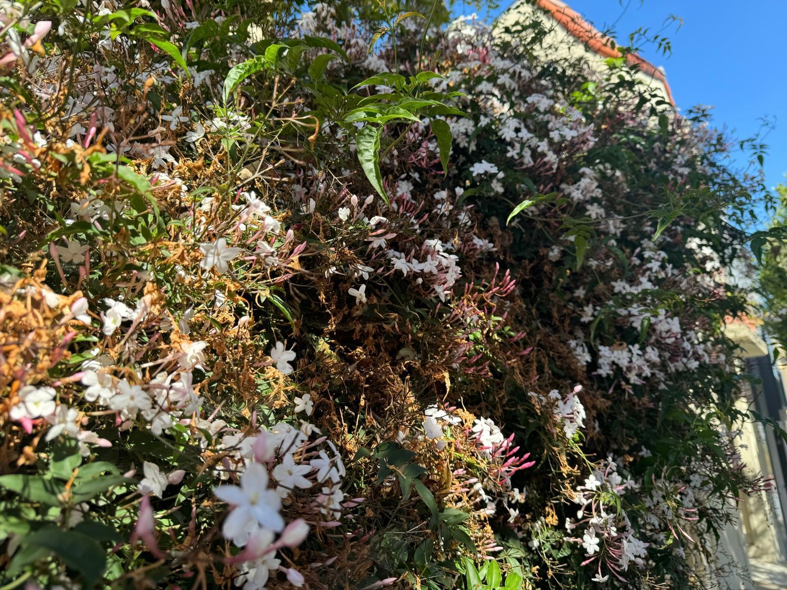 Lunch Walk