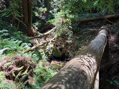 Grabtown Gulch to Purisima Creek
