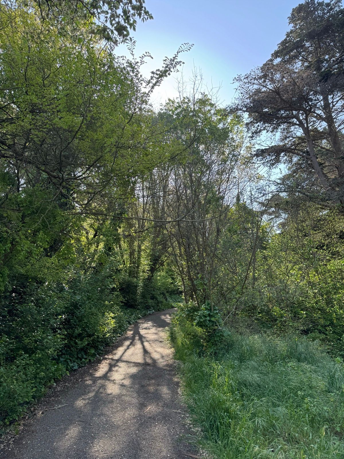 Morning Walk