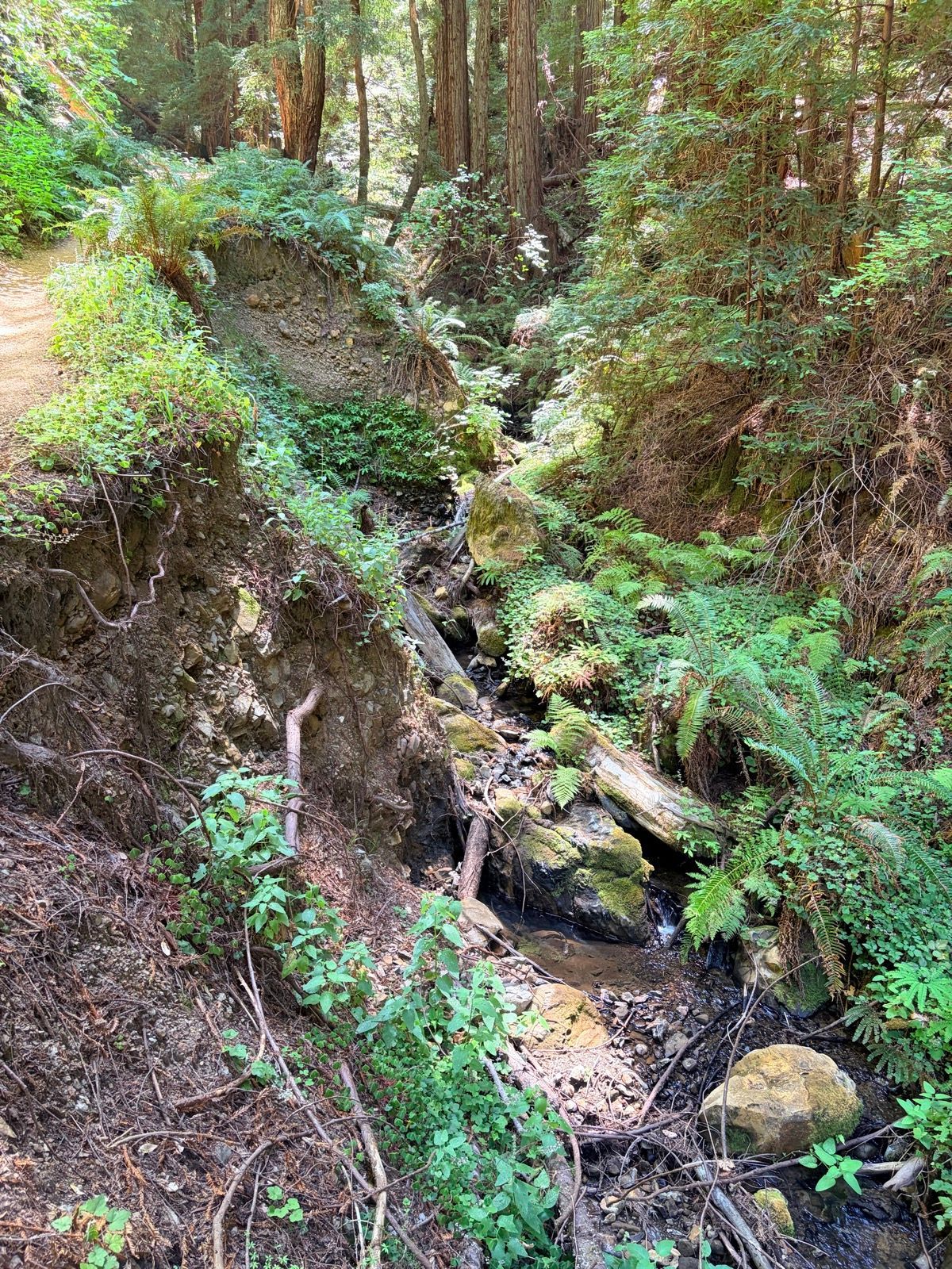 Grabtown Gulch to Purisima Creek