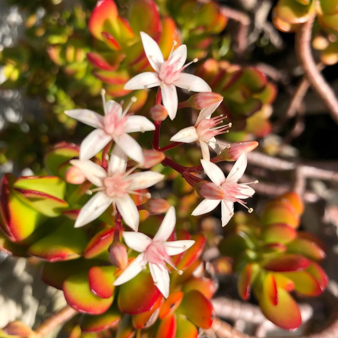Jade flowers.