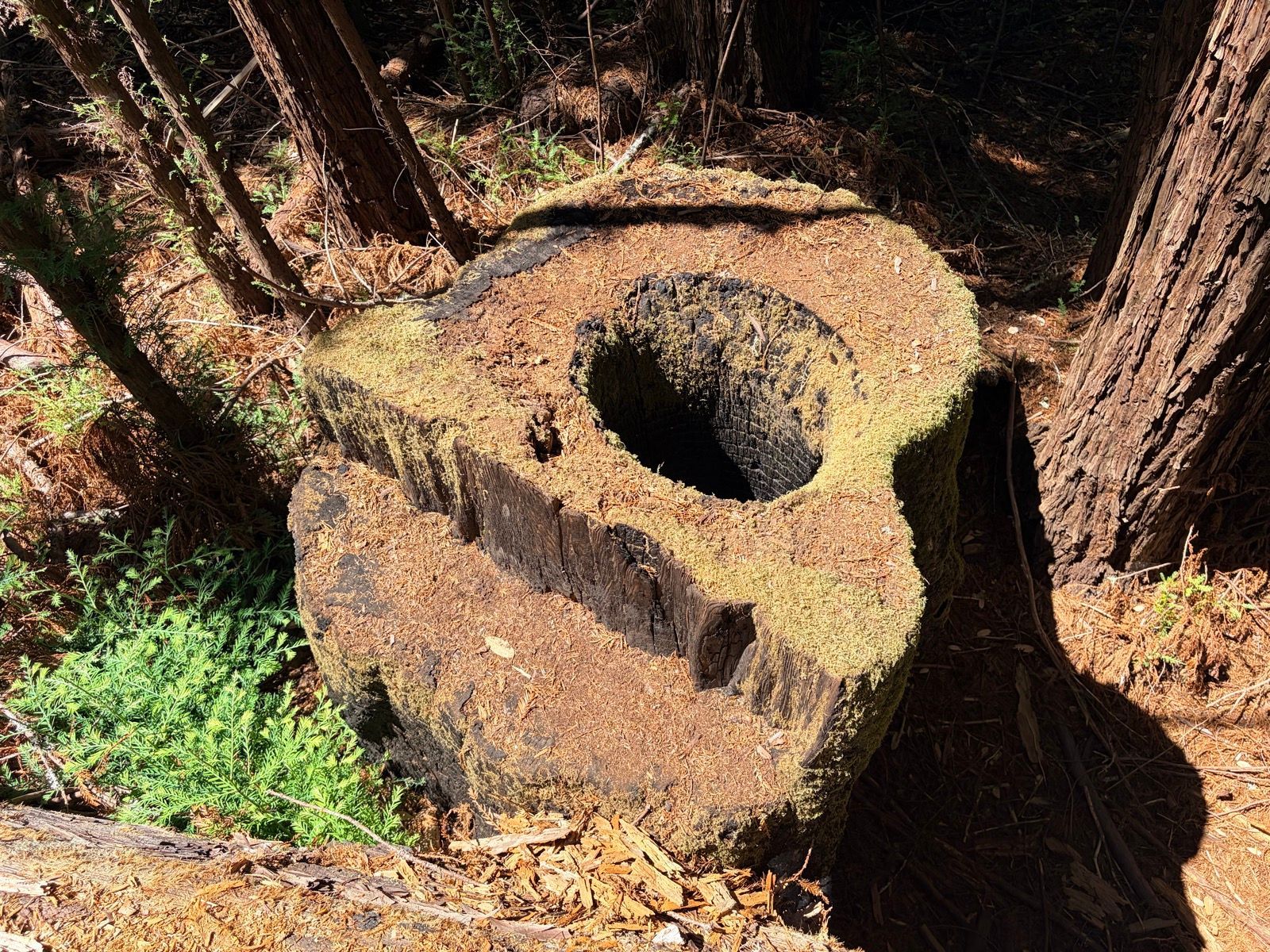 Grabtown Gulch to Purisima Creek