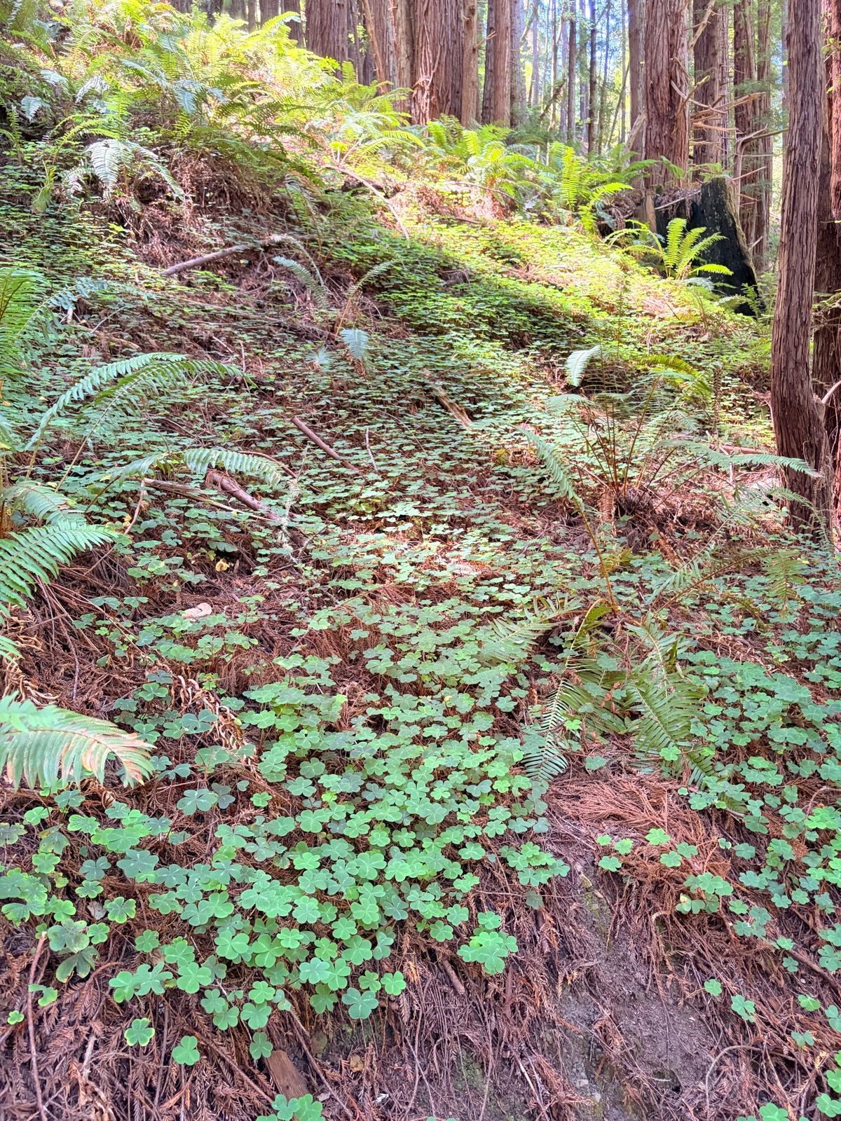Grabtown Gulch to Purisima Creek