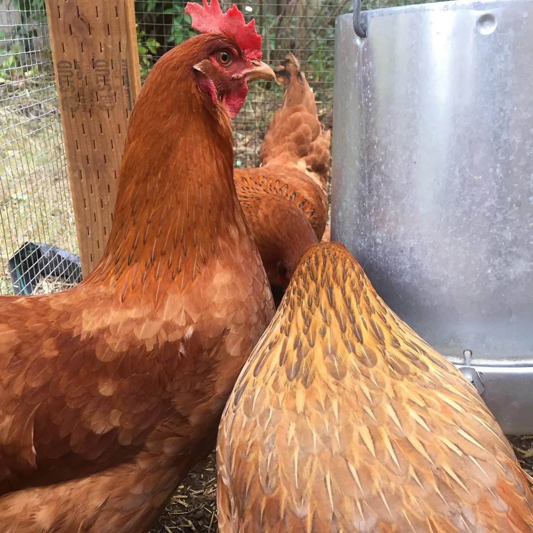 Danny and Trish’s little fongclucks on BI.