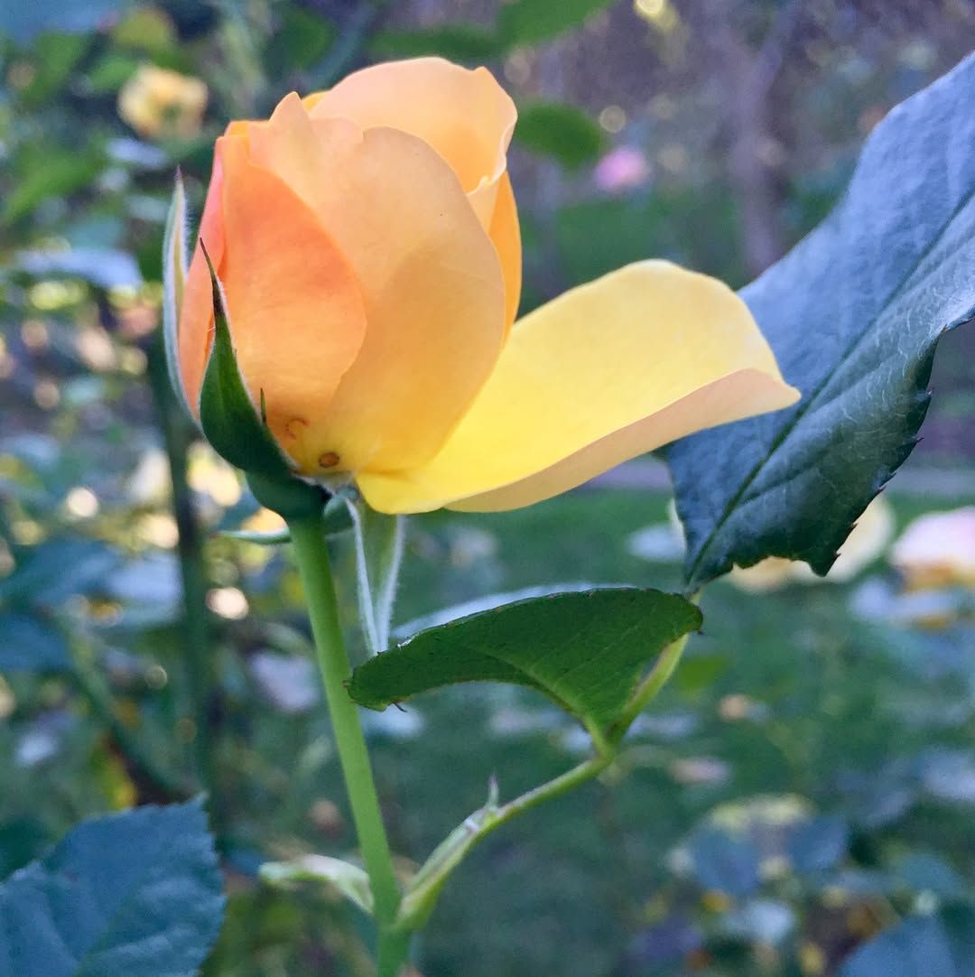 Never stopped at the rose garden between the Conservatory and Stowe off JFK before, it is gorgeous!