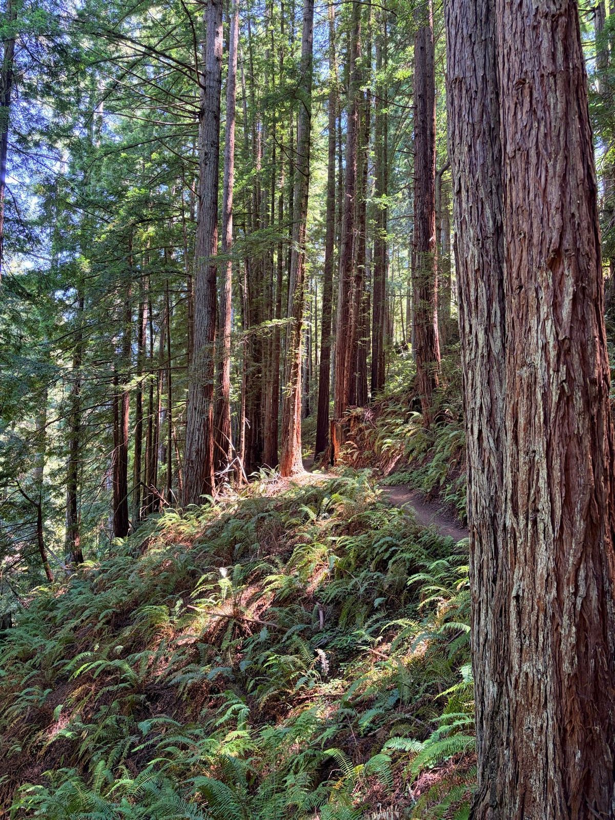 Grabtown Gulch to Purisima Creek