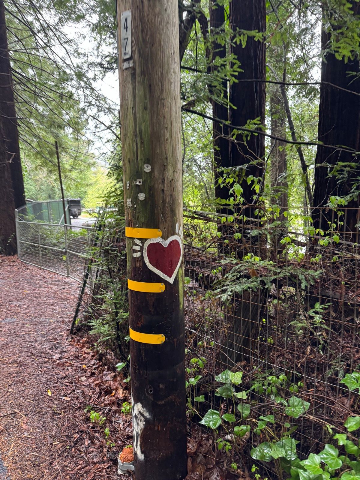 Afternoon Walk