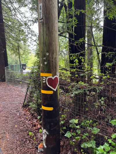 Afternoon Walk