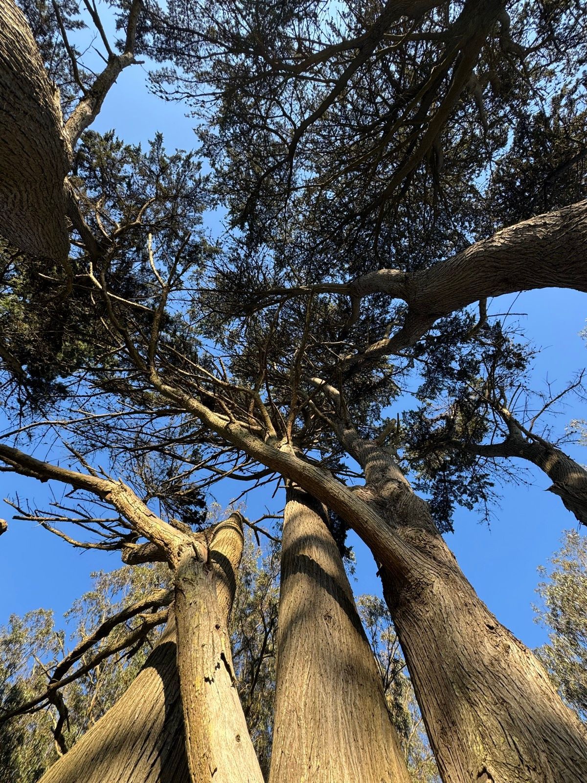Afternoon Walk