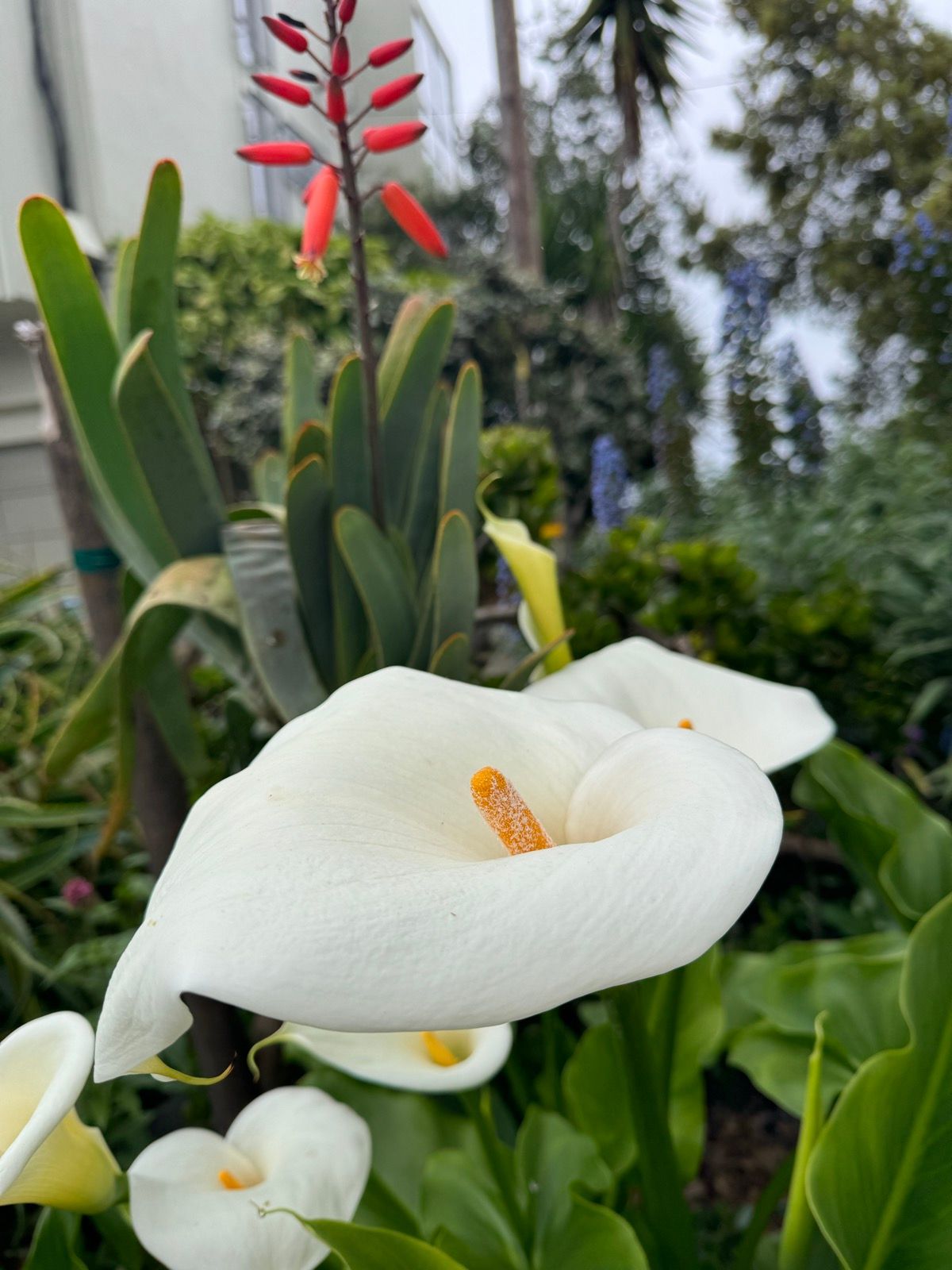 Morning Walk