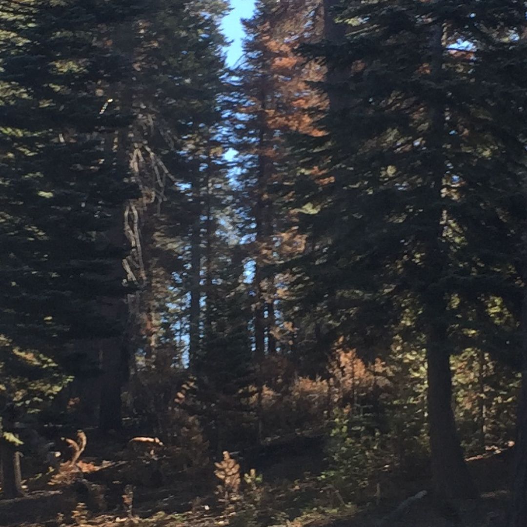 one of these has the slowest bear cub of the pair of cubs chasing mama bear