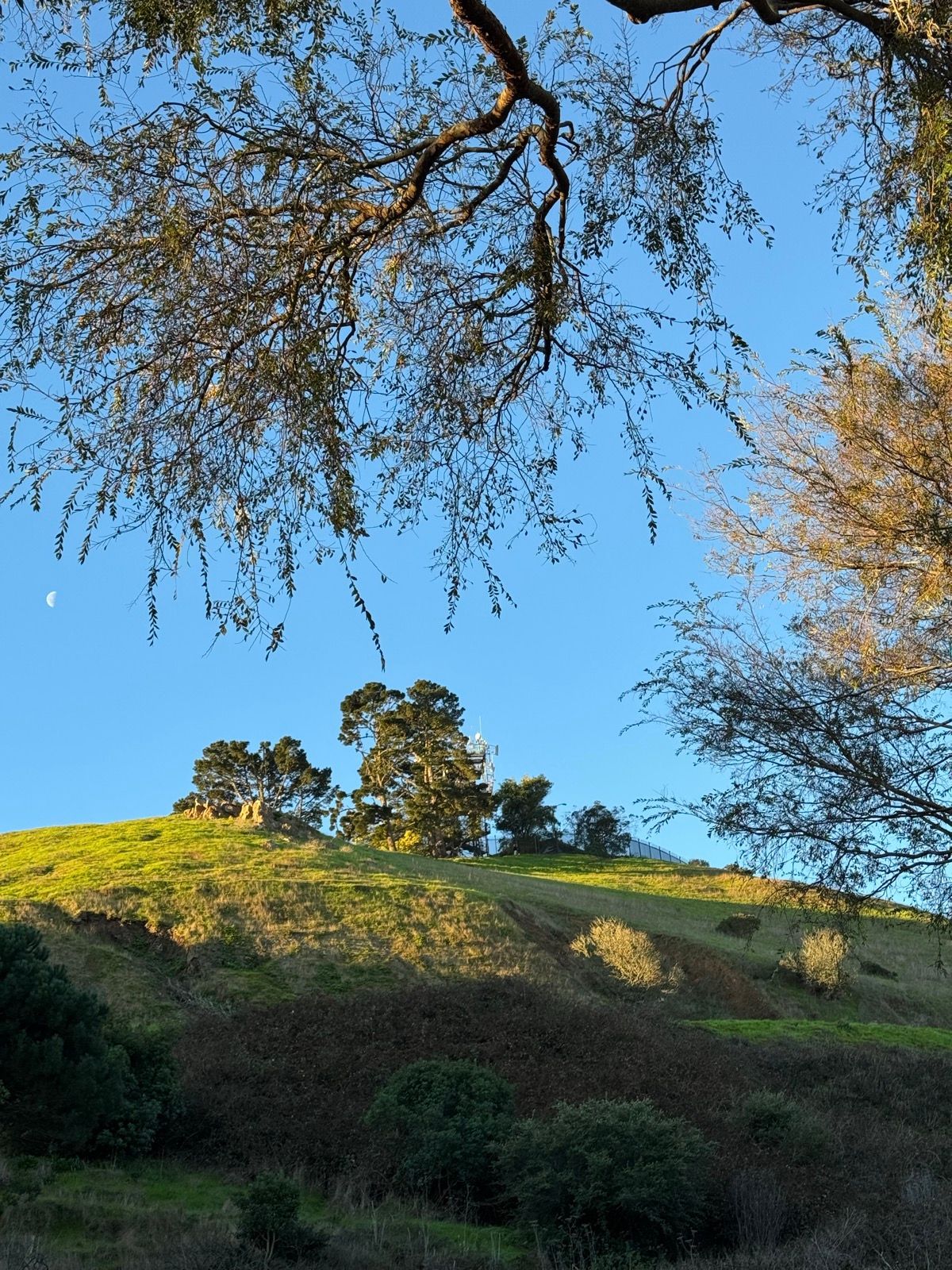 Morning Walk