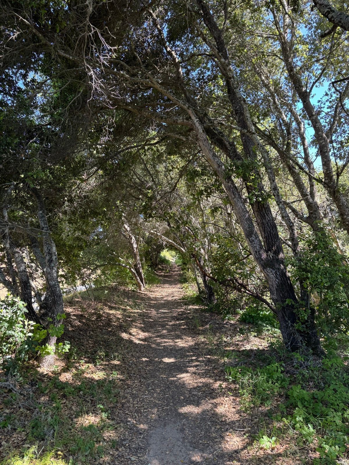 Afternoon Walk