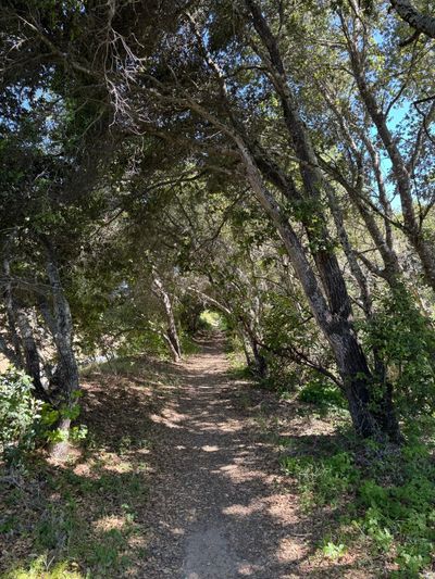 Afternoon Walk