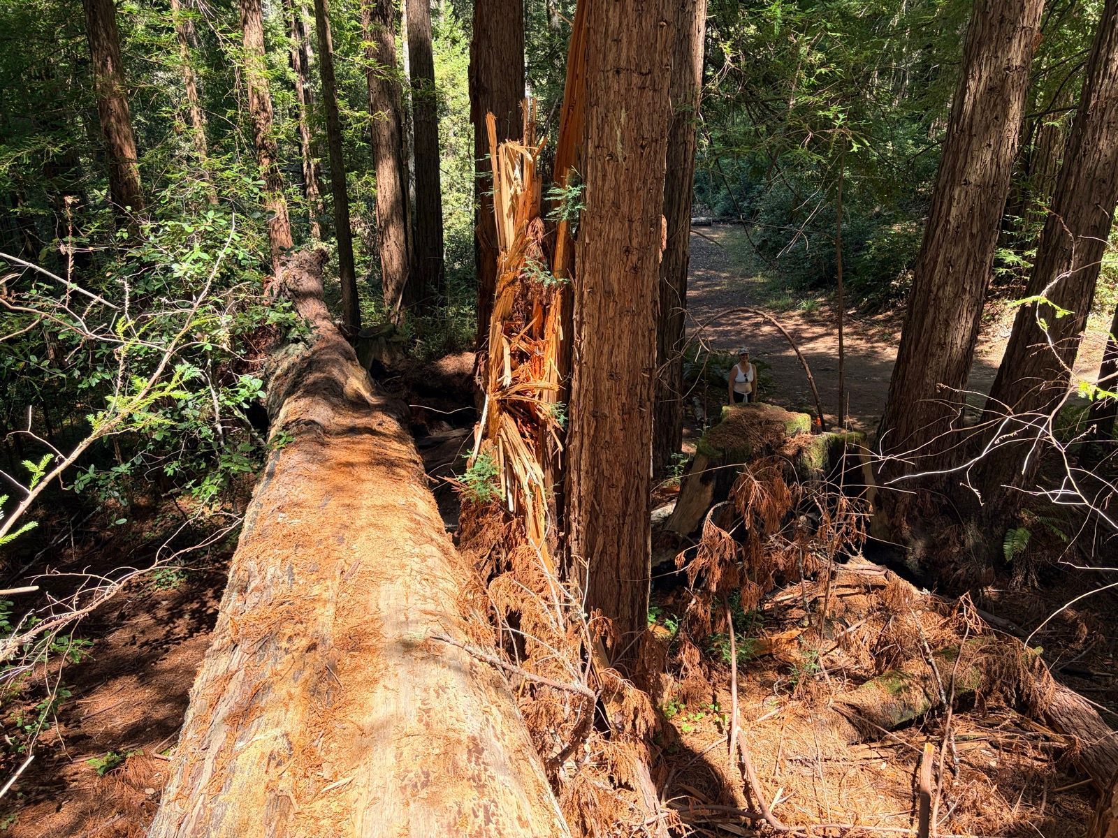 Grabtown Gulch to Purisima Creek