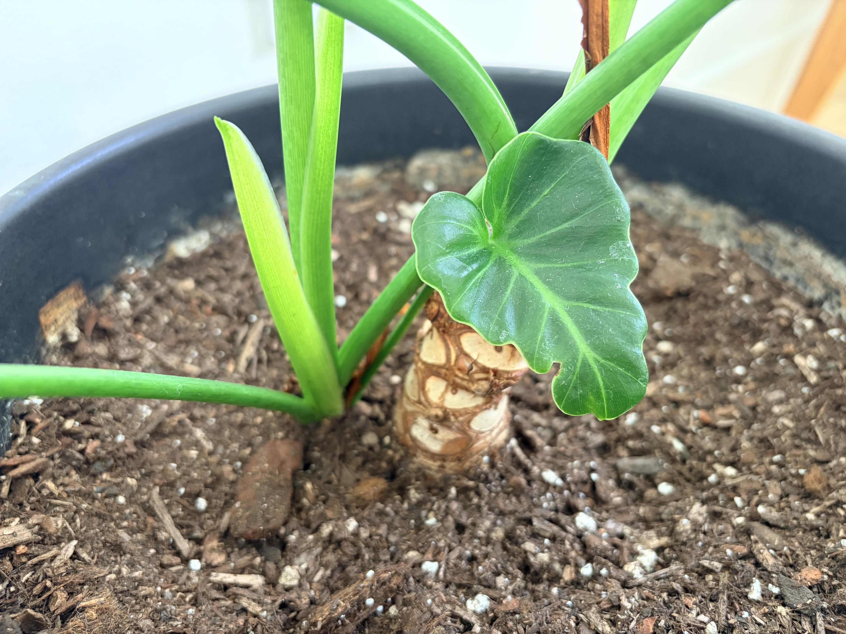 close up of new growth growing next to the mature 2” diameter stump which also has new growth emerging from it. A single tiny palm sized leaf faces the camera and has almost no fringe.