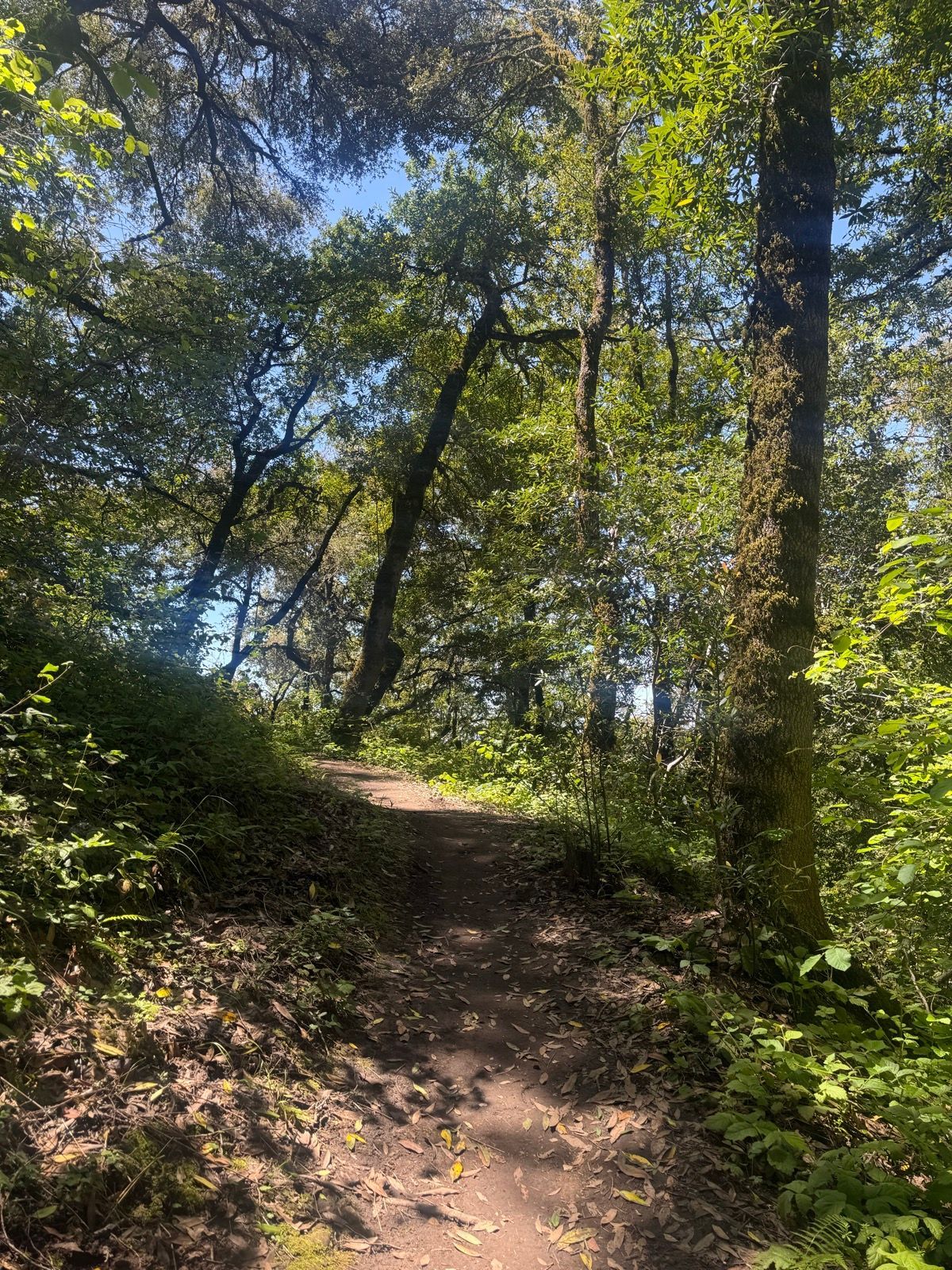 Lunch Walk