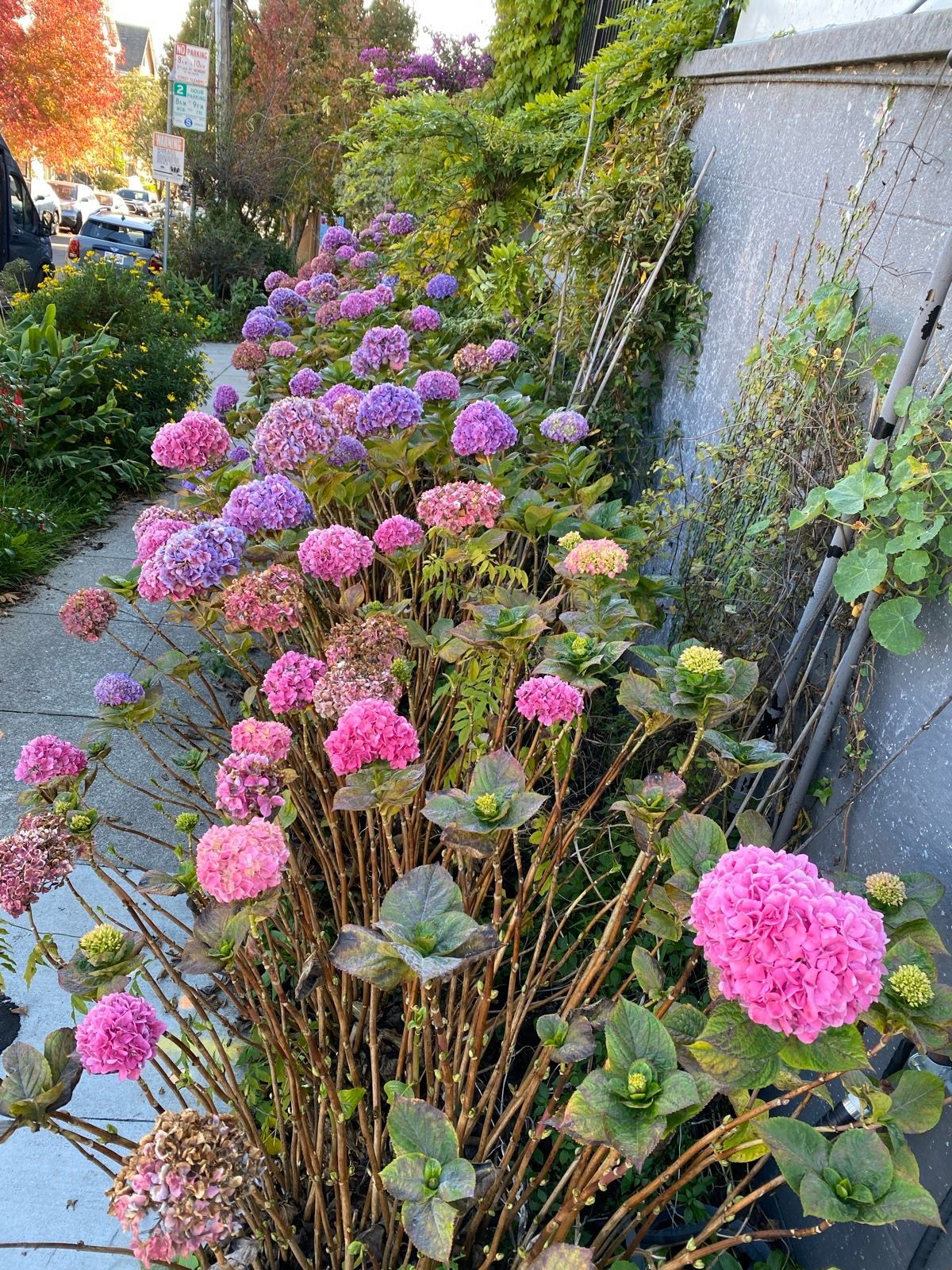 crazy route to tag a bunch of short, dead end, and heavy traffic roads, almost fully walked noe valley now