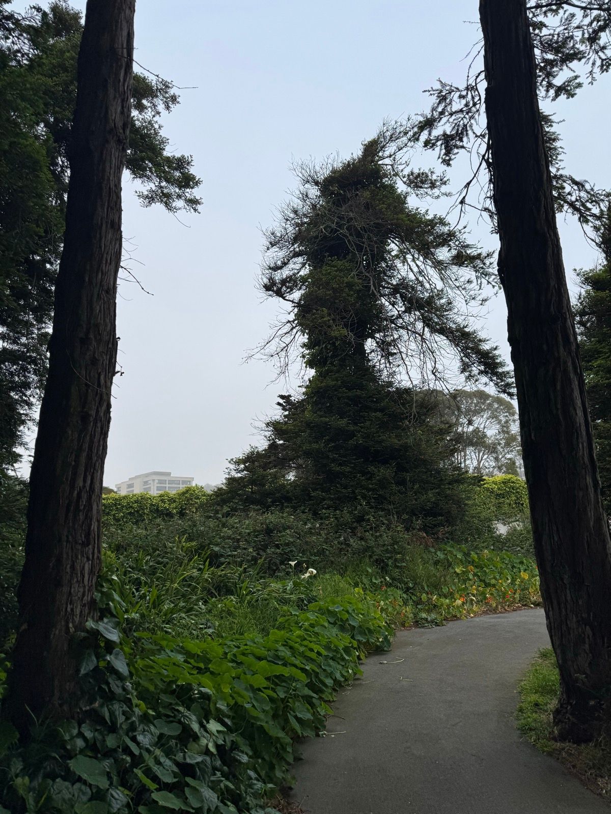 Morning Walk