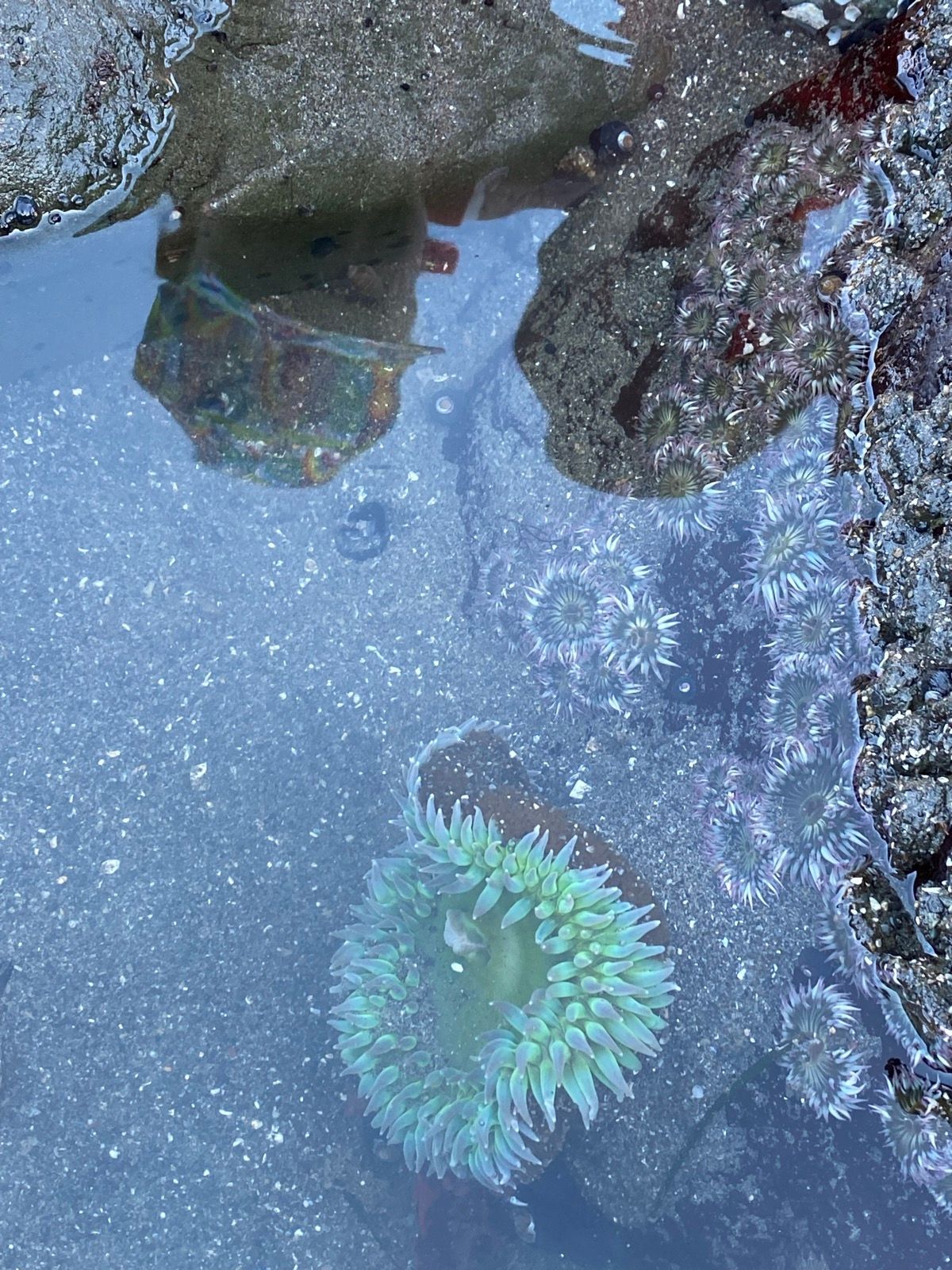 Slide Ranch tide pools