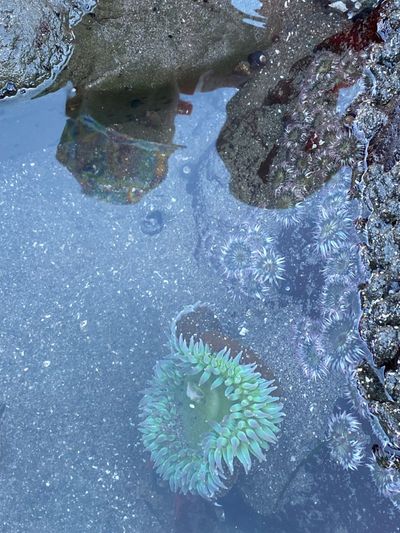 Slide Ranch tide pools