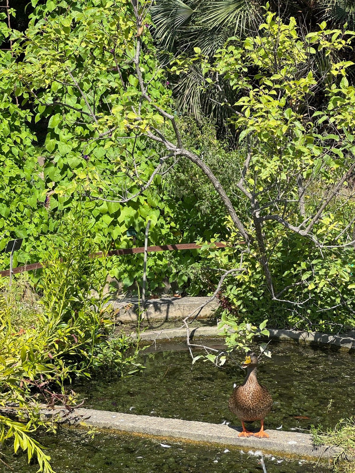 Afternoon Walk