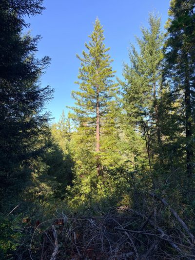 East Side Trail, Sasquatch Box Springs, and Badfinger Loop