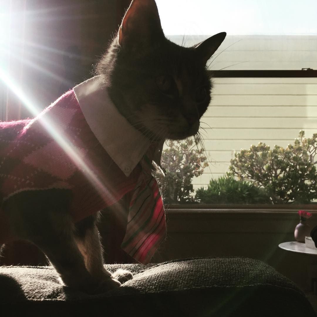 Dr. Grandma, PhD in eating and the puking up string, now available for office hours.