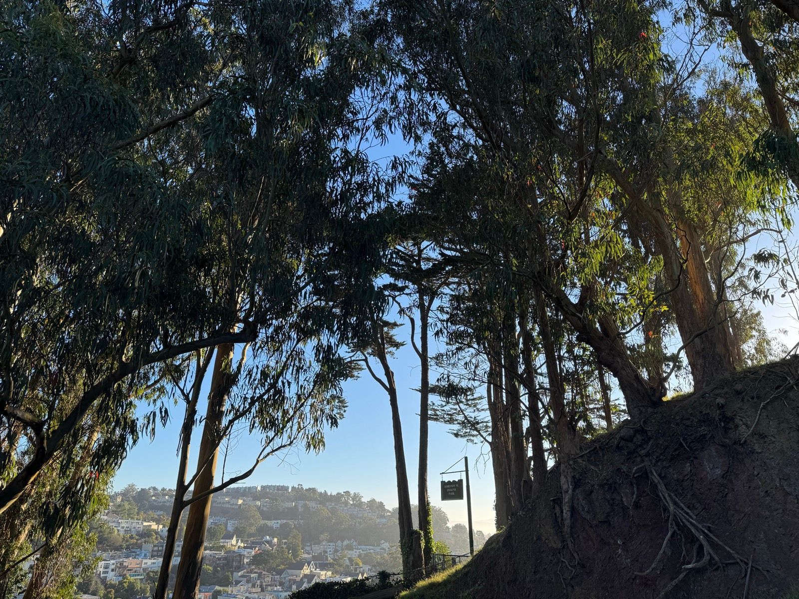Morning Walk