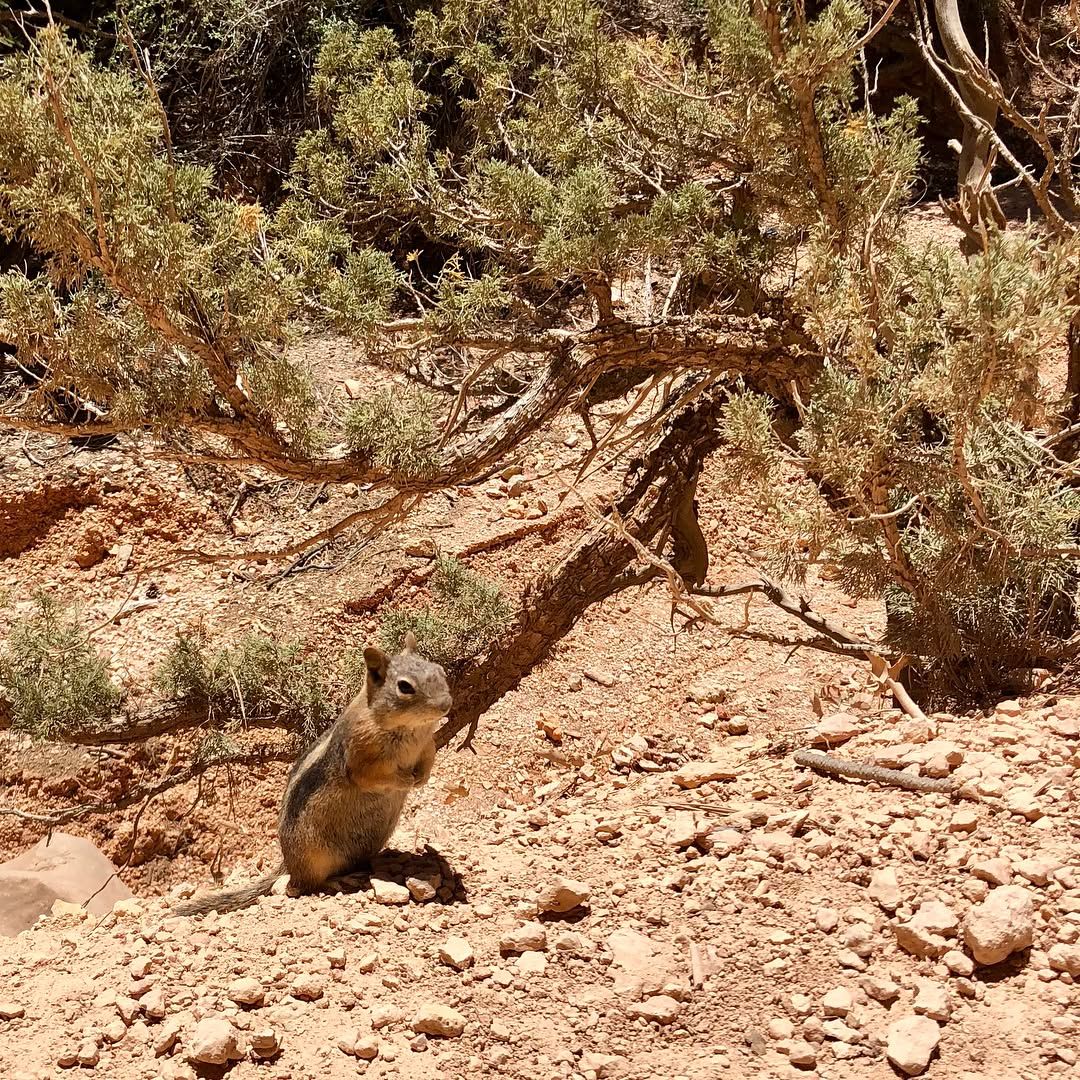 Bryce Canyon is amazing! All the actual canyon rock formations pics are in the SLR, oops.
