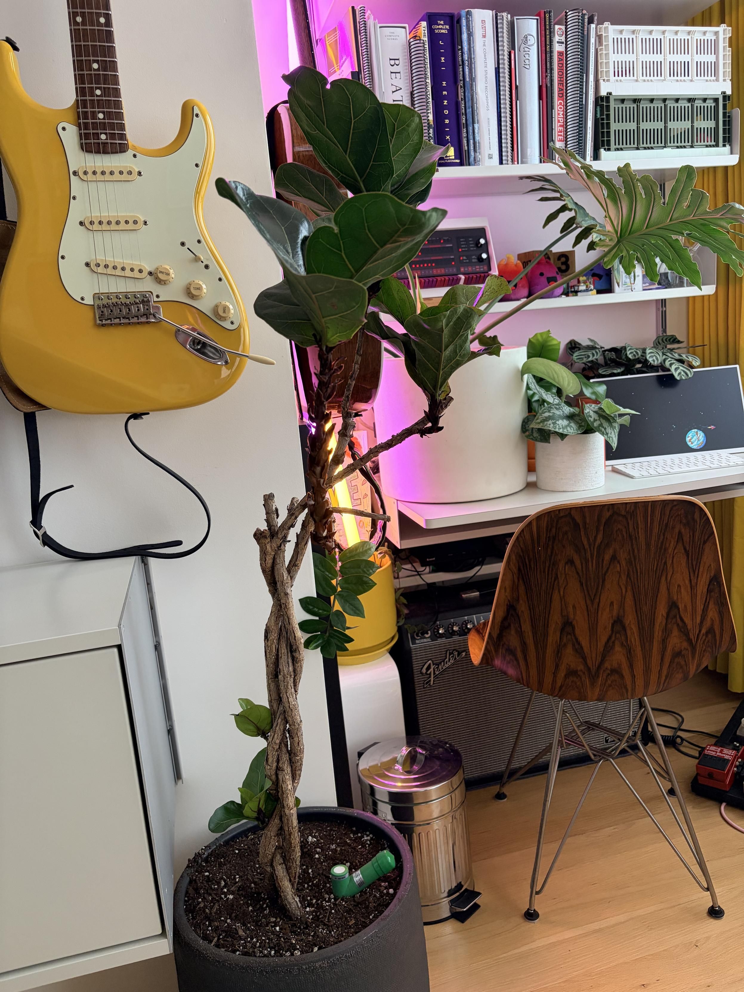 Camera phone shot of a potted fiddle leave ficus tree about 4 feet tall with three trunks braided a few feet up. One of the trunks ends in a trimmed of stump, the other two are also trimmed off stumps but have branches extending a foot or two that terminate in normal fiddle leaf clusters. When healthy, this tree had a dozen such branches with deep leaf coverage, but as with these finicky trees, at least in my care, that didn’t last. Near the bottom, just above the soil line, two new branches are emerging from the stump! Eureka!