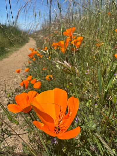 Lunch Walk