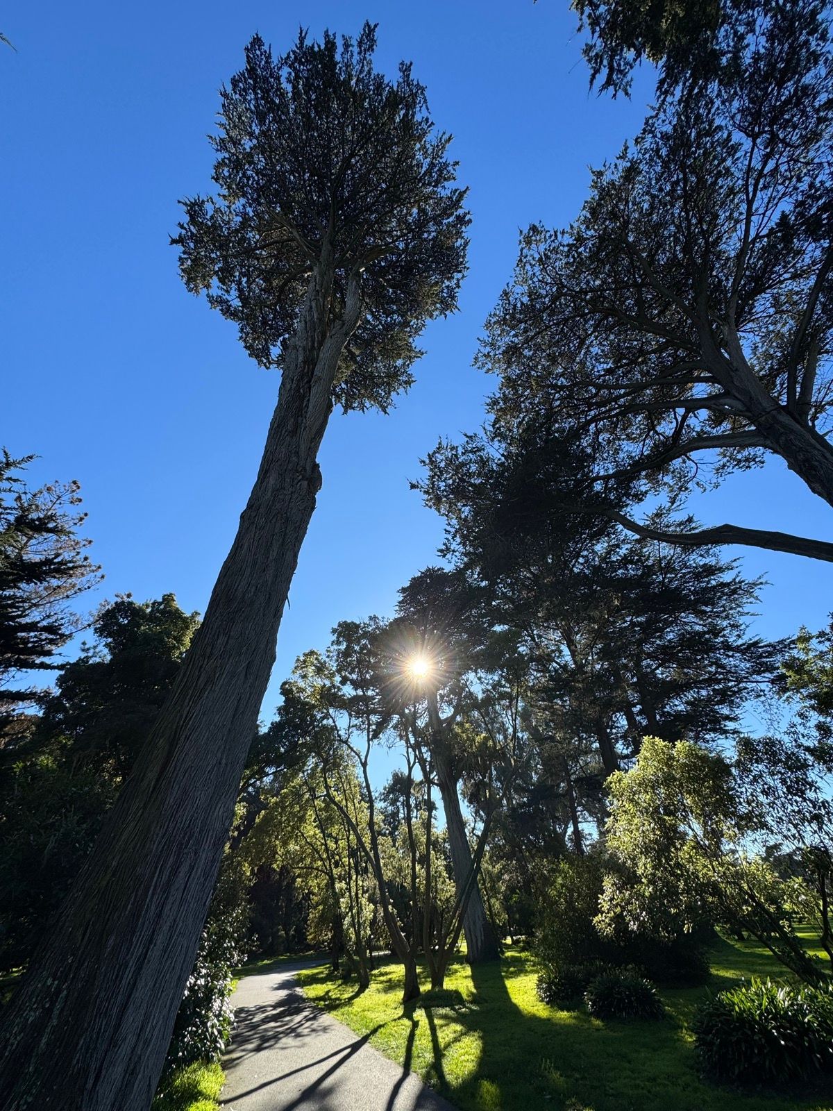 Afternoon Walk