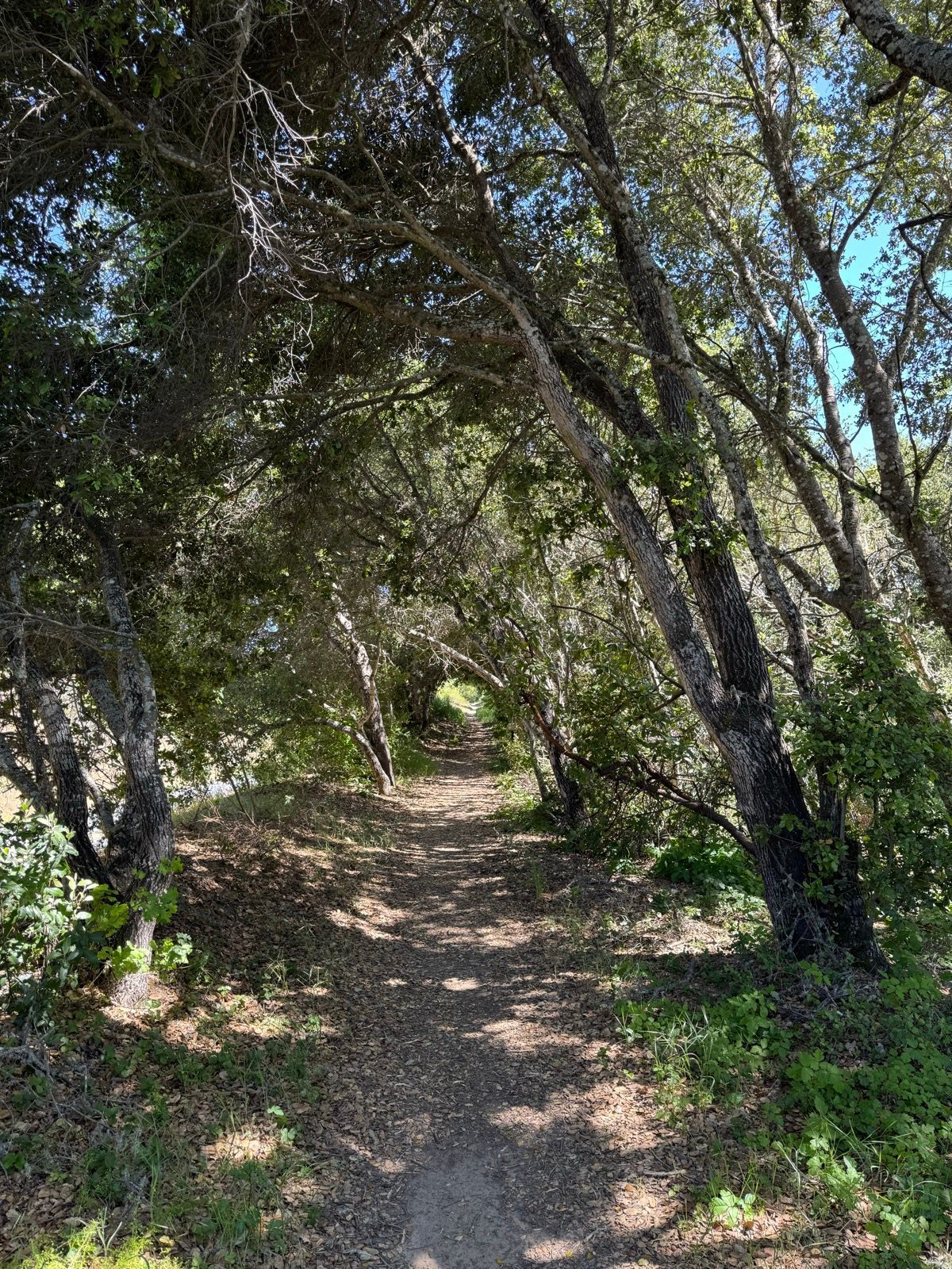 Afternoon Walk
