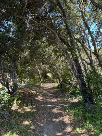 Afternoon Walk