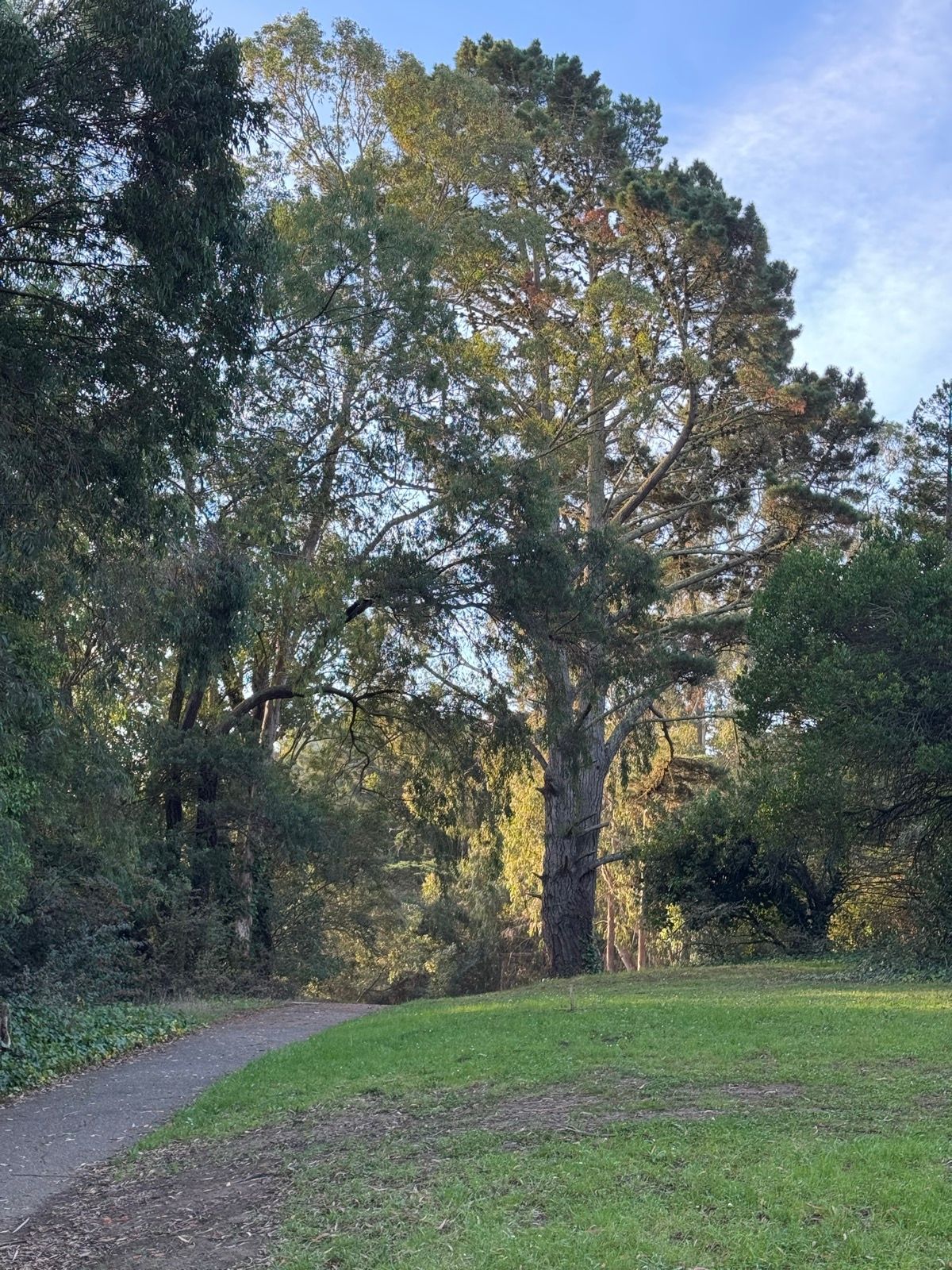 Morning Walk