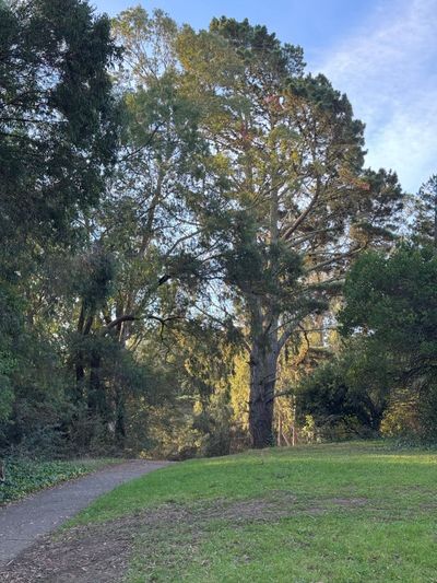 Morning Walk