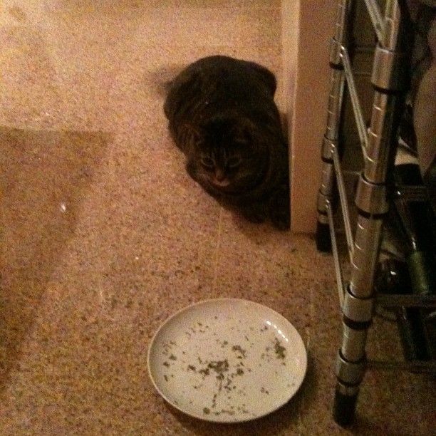 Cat drugs