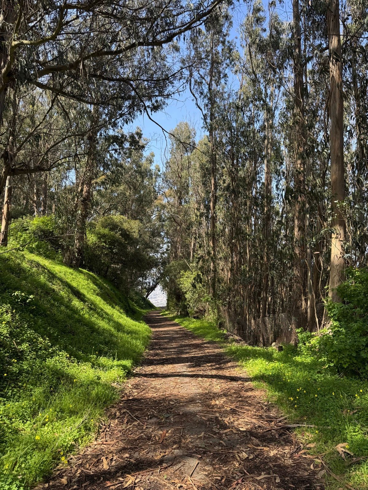 Afternoon Walk
