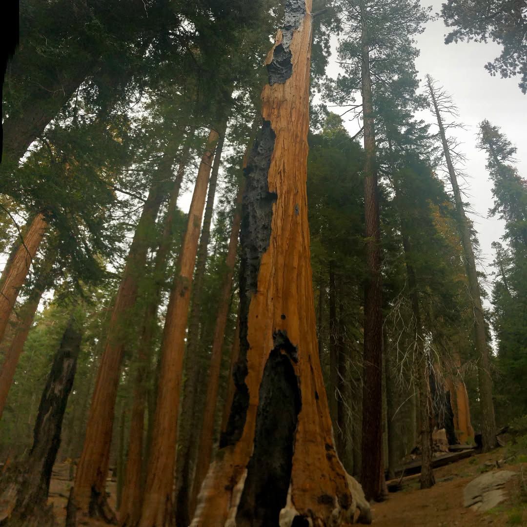 Sequoia National Forrest!