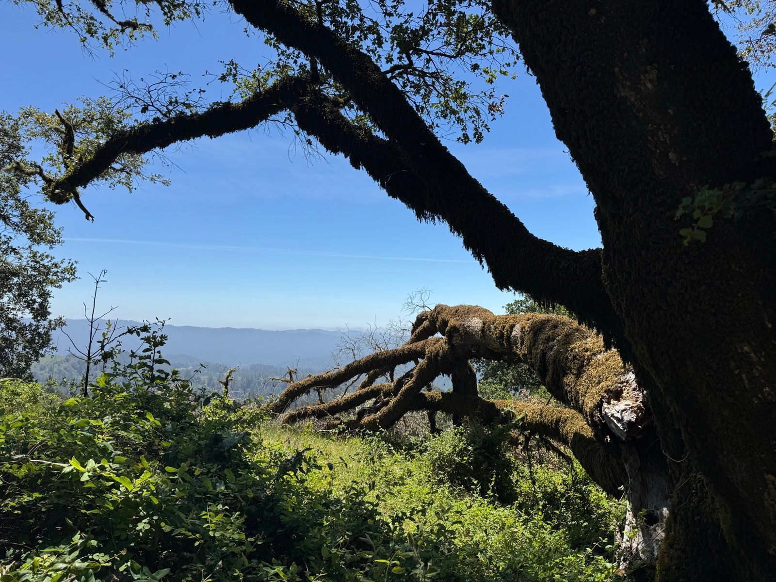 Lunch Walk