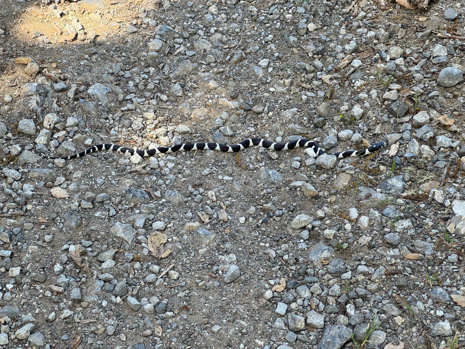 Afternoon Walk