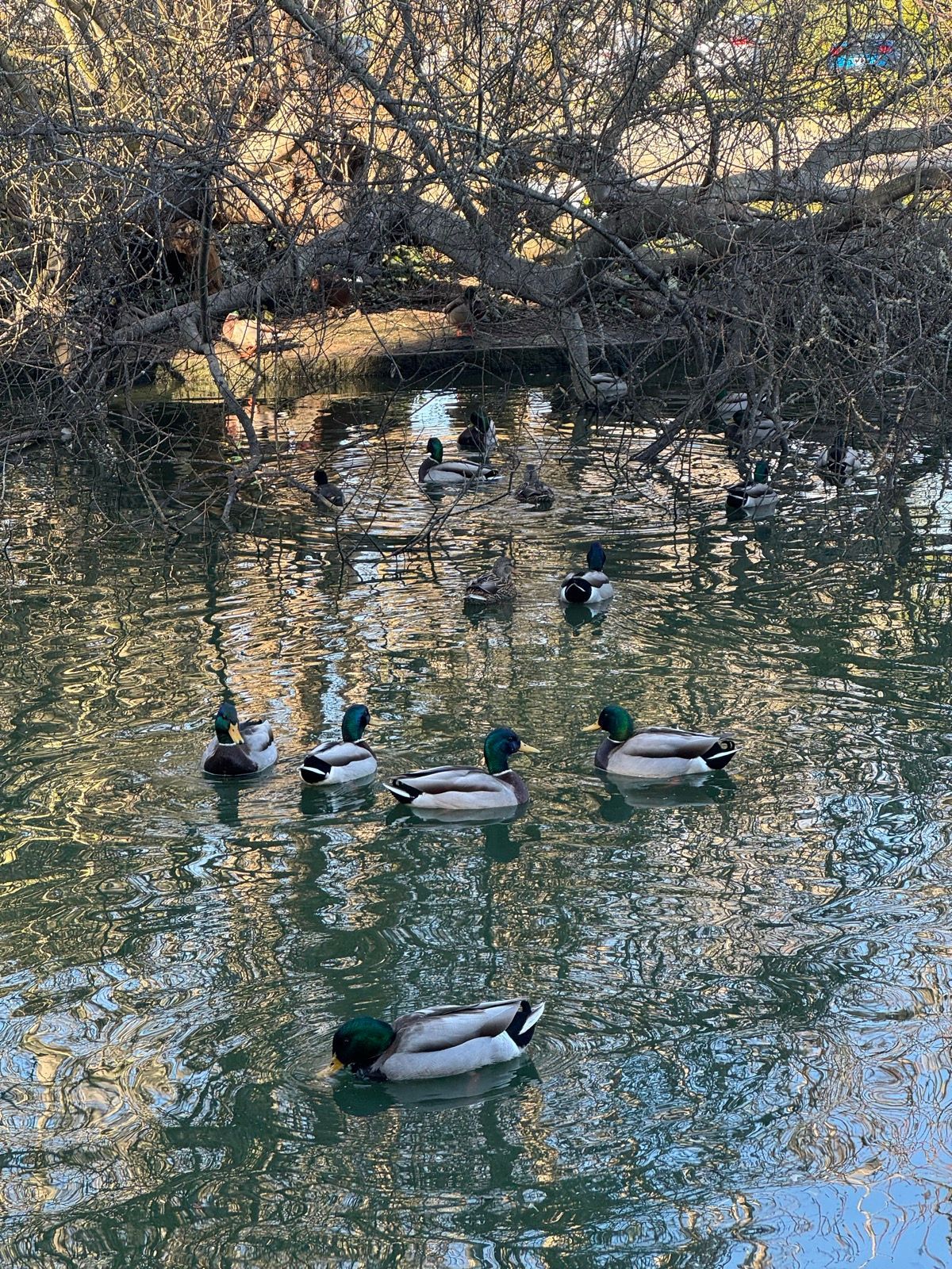 Afternoon Walk