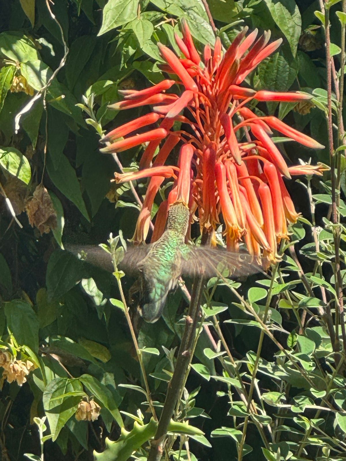 Lunch Walk