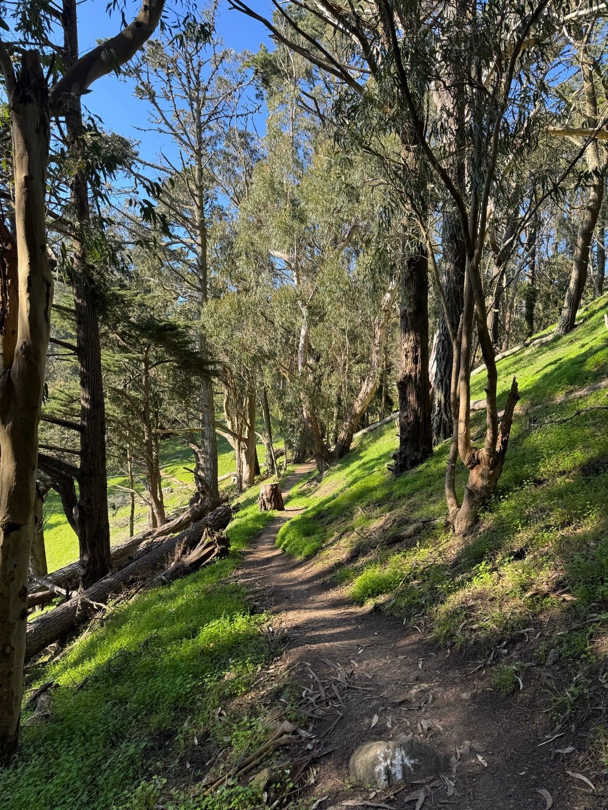 Afternoon Walk