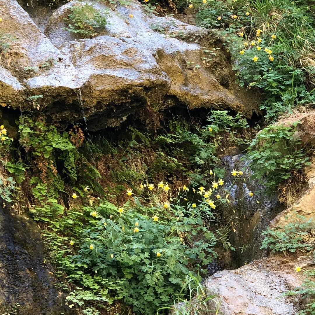 Hiked the narrows at Zion, amazing! Zion, Bryce, and a few more parks around here are absolutely worth the road trip to Utah.